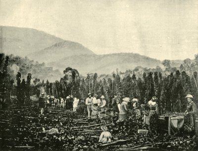 Humalan poiminta Tasmaniassa, 1901. tekijältä Unbekannt