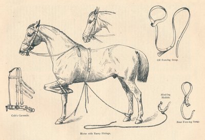Hevonen Rarey-liittimillä, c1905 c1910 tekijältä Unbekannt