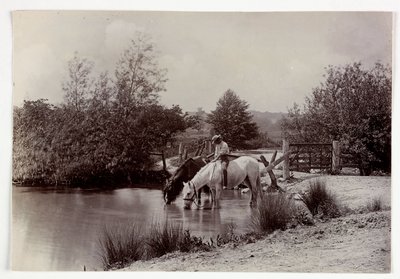 Hevoset juomassa lampi, vers 1890 tekijältä Unbekannt