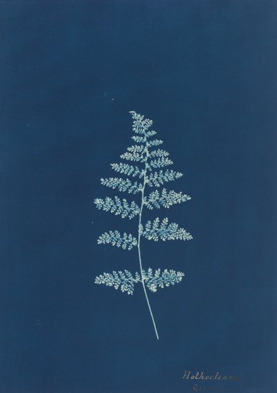 Hothocleana, c. 1850-luku. tekijältä Unbekannt