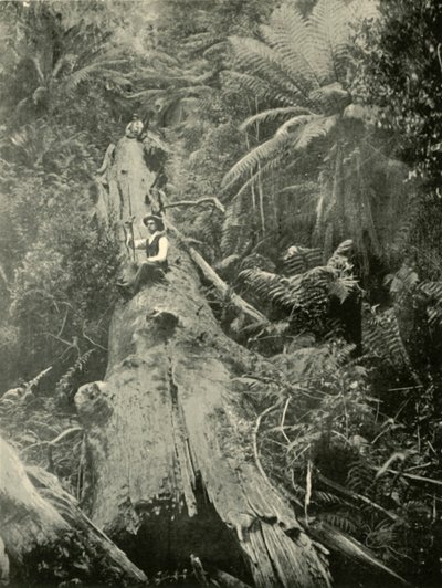 How Are The Mighty Fallen, 1901. tekijältä Unbekannt