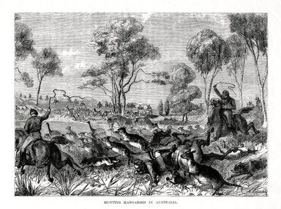 Kengurujen metsästys, Australia, 1877 tekijältä Unbekannt