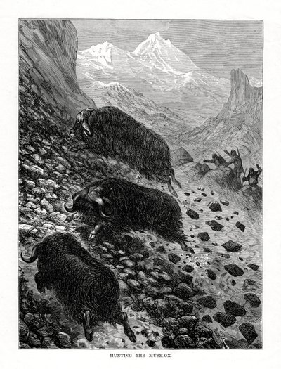 Myskihärän metsästys, 1877 tekijältä Unbekannt