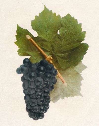Hybridifrangi, 1908. tekijältä Unbekannt