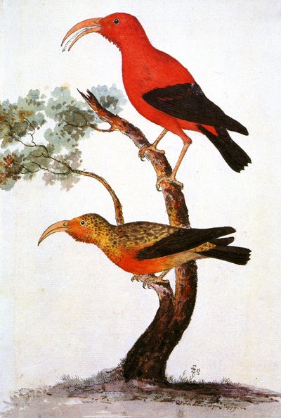 Kuva/Iiwi/Iwi/Scarlet honeycreeper/Scarlet Hawaiian Honeycreeper tekijältä Unbekannt