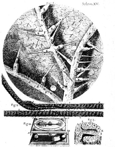 Kuvituksia englantilaiselta mikroskoopilta Robert Hookes Micrographia, 1665 tekijältä Unbekannt