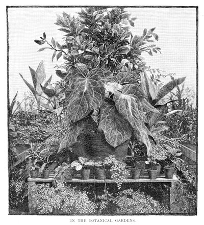Kasvitieteellisessä puutarhassa, 1886 tekijältä Unbekannt
