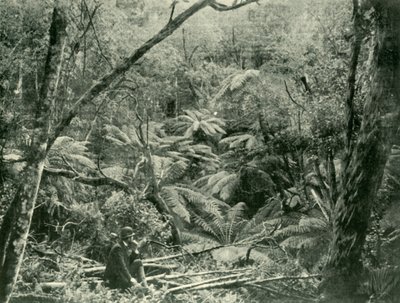 Dandenongin vuoristoissa, 1901. tekijältä Unbekannt