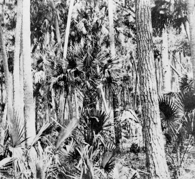 Viidakossa, Intia, 1900-luku tekijältä Unbekannt