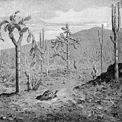 Väsymätön saari, Galapagossaaristo, 1895 tekijältä Unbekannt