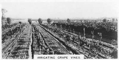 Kastelu viiniköynnöksiä, Australia, 1928 tekijältä Unbekannt