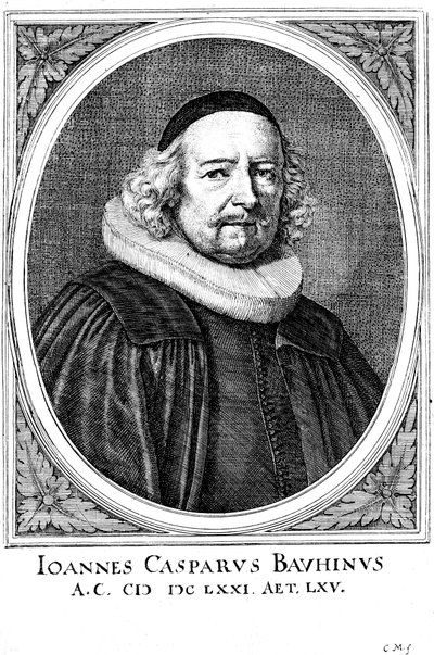 Jean Caspar Bauhin 1606-1659, sveitsiläinen lääkäri ja kasvitieteilijä tekijältä Unbekannt