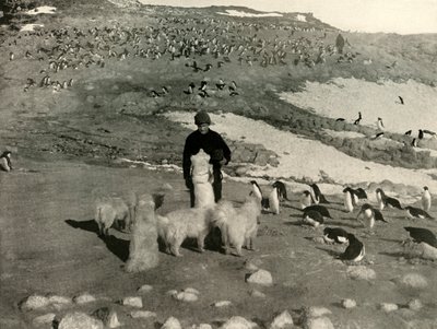 Joyce and the Dogs in the Penguin Rookery, c1908, 1909. tekijältä Unbekannt