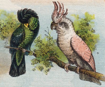 Kakatoes. Kaiverrus "Alphabet de ma petite fille". Bernardin-Bechet ja Fils, kirjakauppias-kustantajat, Pariisi, noin 1895. Rikkoutumaton albumi kankaalle. Bibliotheque des Bebes. 12 sivua. Albumi, joka sisältää lukumenetelmän ja havainnollisen abeceedaryn tekijältä Unbekannt