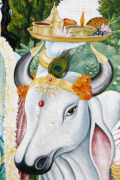 Kamadhenu Sachred Kau, Kathandum, Nepal tekijältä Unbekannt