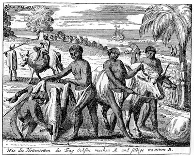 Khoikhois-härkiä murtamassa, Etelä-Afrikka, 1700-luku 1931 tekijältä Unbekannt