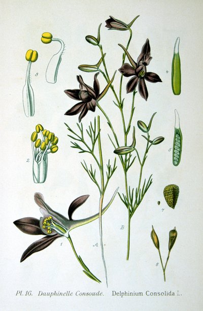 Larkspur, 1893 tekijältä Unbekannt