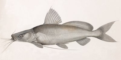 Le Bayd Fitile tekijältä Unbekannt