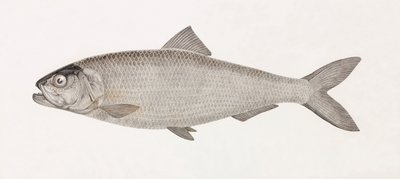 Niilin Clupee tekijältä Unbekannt
