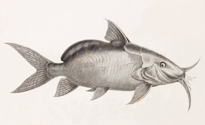 Le Pimedlode Guemel, lähikuva tekijältä Unbekannt