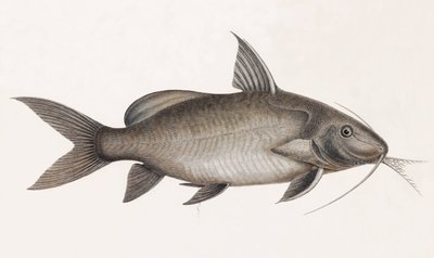 Le Pimelode Scheilan, lähikuva tekijältä Unbekannt