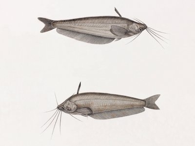 Oudnein monni tekijältä Unbekannt