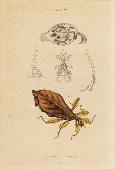 Lehtihyönteiset, Phyllium-lajit ja nudibranch, Phylliroe-lajit tekijältä Unbekannt