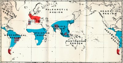 Lemuroidea - IV. Kartta, joka näyttää elävän sinisen ja fossiilisen punaisen Anthropoidean levinneisyyden, 1897 tekijältä Unbekannt