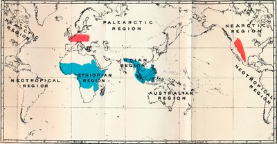 Lemuroidea - I. Kartta, jossa näkyy elävän sinisen ja fossiilisen punaisen levinneisyys, 1897 tekijältä Unbekannt