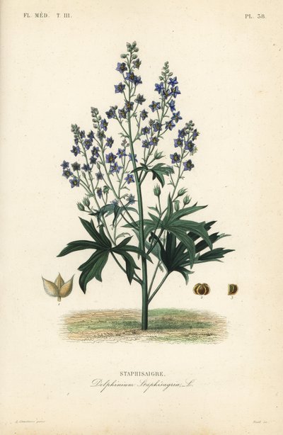 Like-Bene ja Stavessere, Delphinium Staphysagriae, Staphysagri tekijältä Unbekannt