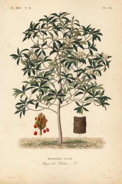Lilytree tai Yulan magnolia, Magnolia denudata, Magnolia yulan, Magnolier yulan tekijältä Unbekannt