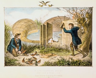 Lincolnshire Duck Decoy, c1845 tekijältä Unbekannt