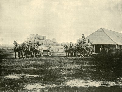 Ladataan villaa, Warrawoohin asema, Wimmera, 1901. tekijältä Unbekannt
