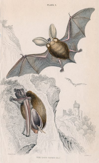 Pitkäkorvalepakko Plectorus auritus, 1828 tekijältä Unbekannt