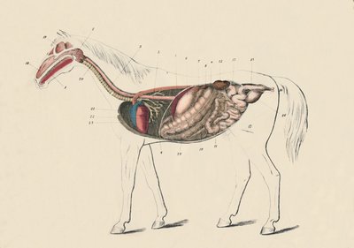 Hevosen pituusleikkaus, c1879. tekijältä Unbekannt