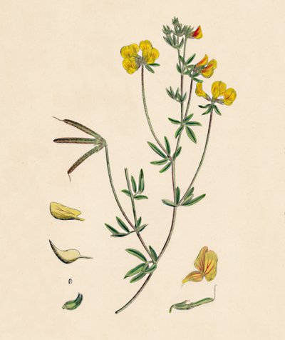 Lotus tenius. Slender Birds-foot Trefoil, 18th Century tekijältä Unbekannt