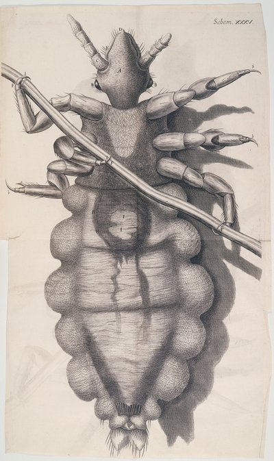 Täi tarttuu ihmisen hiuksiin Hookes Micrographiassa, 1665 tekijältä Unbekannt
