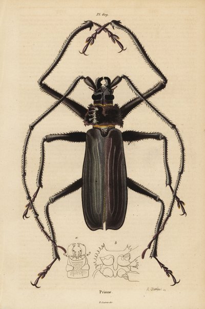 Macrotoma hayesii Beatle tekijältä Unbekannt