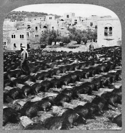 Viinipullojen valmistus, Hebron, c1900 tekijältä Unbekannt