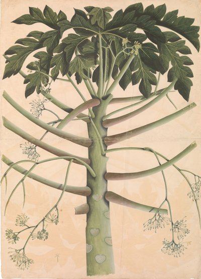 Urospapaijapuu, n. 1790-1800. tekijältä Unbekannt