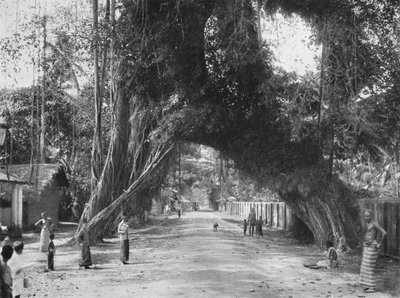 Kuvankaunis vanha viikunapuu Ficus indica Colombo-Galle-tiellä lähellä Kalutaraa, 1926 tekijältä Unbekannt