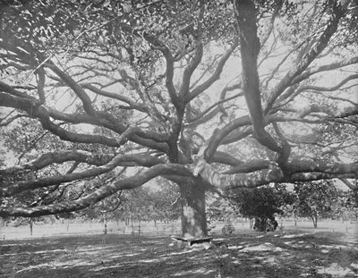Mammoth Live Oak, lähellä Jacksonvilleä, Florida, 1897. tekijältä Unbekannt