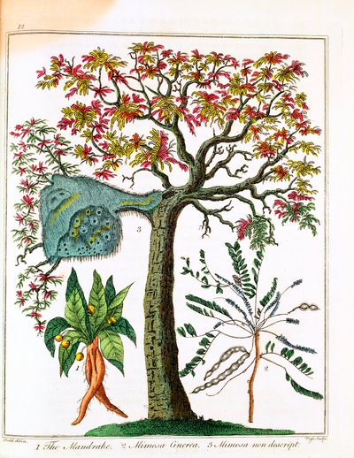 Mandrake, herkkä kasvi ja akaasia, c1795 tekijältä Unbekannt