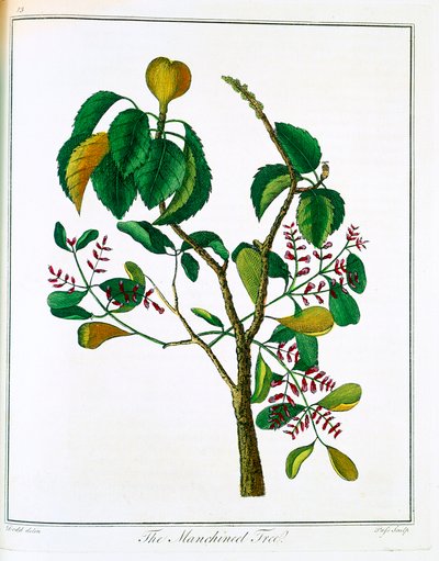 Manchineel puu Hippomane mancinella tai Poison Guava, c1795 tekijältä Unbekannt