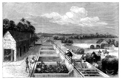 Indigon valmistus Tirhoot Muzaffarpurissa, Ala-Bengalissa, 1869 tekijältä Unbekannt