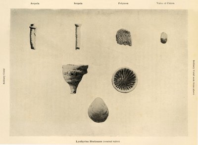 Meren organismit, Suurennus 1 12, c1908, 1909. tekijältä Unbekannt