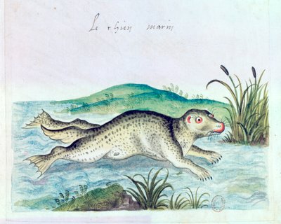 Merikoira, 1500-luku tekijältä Unbekannt