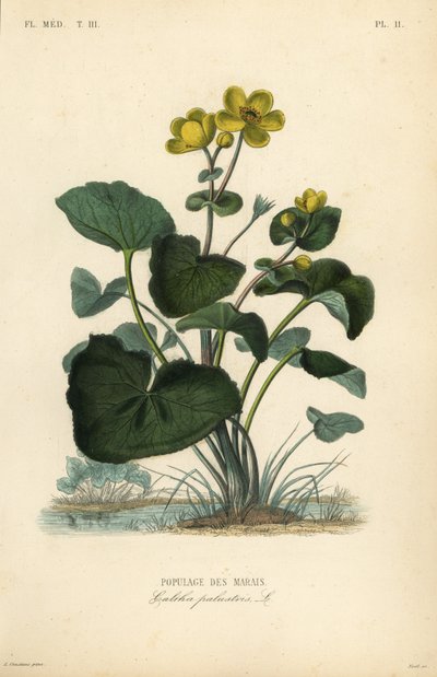 Marsh marigold tai kingcup, Caltha palustris, Populage des marais tekijältä Unbekannt
