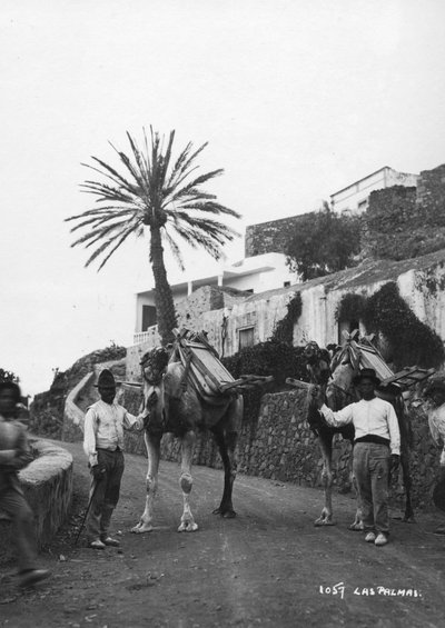 Miehet kamelien kanssa, Las Palmas, Gran Canaria, Kanariansaaret, Espanja, 1920-c1930-luku tekijältä Unbekannt