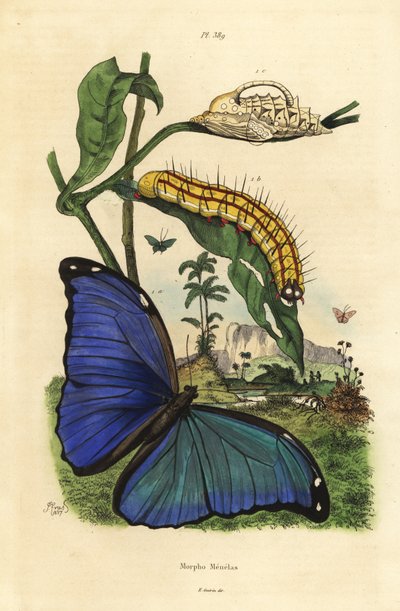 Menelaus sininen morpho perhonen, Morpho menelaus, toukka ja nukke tekijältä Unbekannt